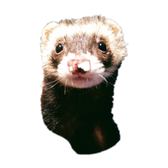 にょろにょろともみん