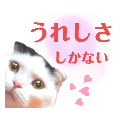 白黒ネコの日常（キュート&癒し系）