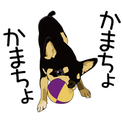 チワワのココ＆ルイと仲間たちvol.1