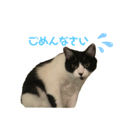 ここみくつきみるちょ