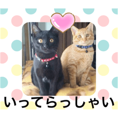 tom・reo・kuroとなかよしねこ