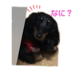 ダックスフントまろろ