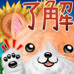 ねこカワさんの夏