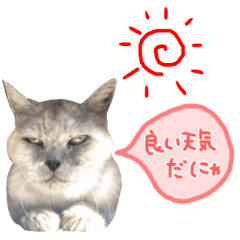 リアル！ちょいブサ？おばあちゃん猫ドレミ