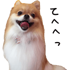 可愛いワンちゃんの実写スタンプ