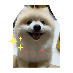 ポメラニアンのまーちゃん