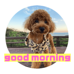 ゆずララの日常