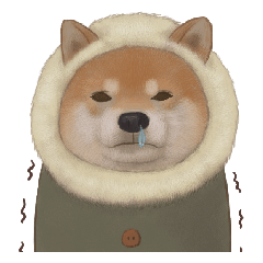 柴犬 Shiba 3