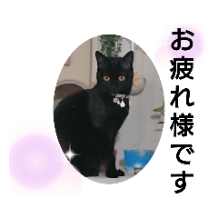 黒猫にこちゃんの日常使いスタンプ