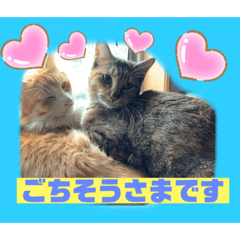 猫から挨拶