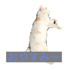 ヨーコと時々きーこ！