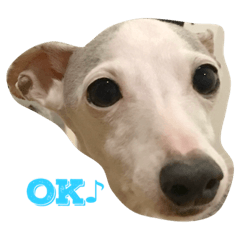 グレーのネコと細いイヌ