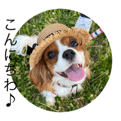 キャバリア　ニコちゃん 日常②