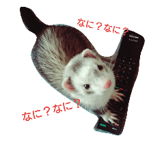 フェレッツ デイリー ライフ