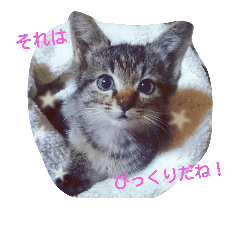 あいらぶ♥にゃんこ