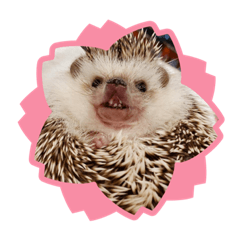 ハリネズミのこころくんスタンプ