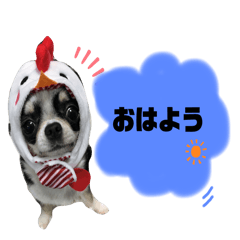 スムチのChloeちゃん