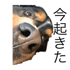 マック  MY  FAMILY