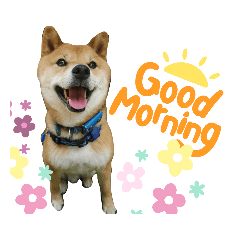 ごましばこはく！