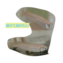 めだか逆立ち病の辛い日々