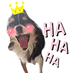 チワワジェンヌゆめちゃん♪基本スタンプ編