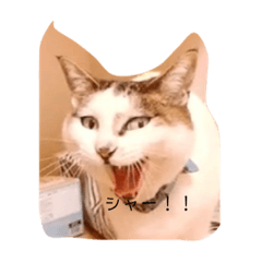 すたんぷのみーちゃん