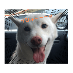 ワンちゃんの日常会話