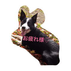 山美の犬達