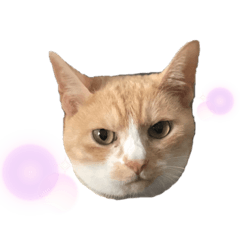 うちの4ねこシスターズ