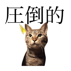 キジトラちゃんとお話し♡