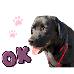 黒ラブ一茶くんの毎日スタンプ