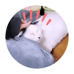 ガッシーねこーず40にゃんシリーズ㉟