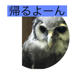 わたし　スタンプ　いかが？