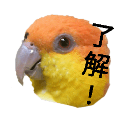 色鳥どりインコスタンプ
