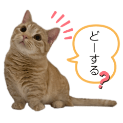 短足マンチカンのちくわ2