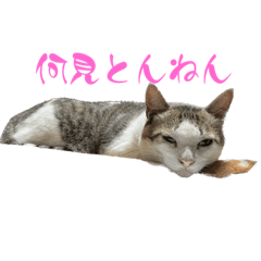 我が家のわんにゃんスタンプ！