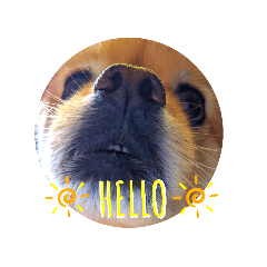 ポメラニアンぽっい「まる」2