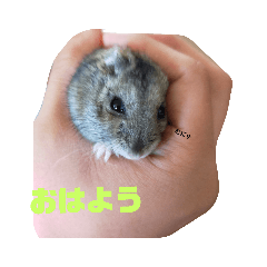 ハムスターむさしの日常