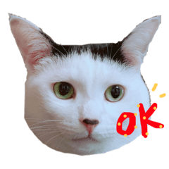 前髪オトちゃんの英会話