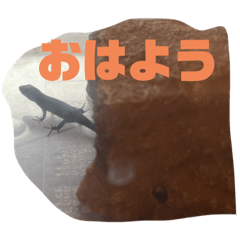 家のカナヘビの日常