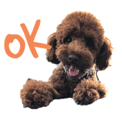 トイプードルのムギくん