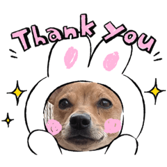 進撃の子犬チワワちゃん♪スタンプ1