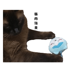 ロイズ・フォージャー