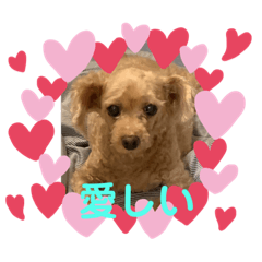 トイプードルのもさお