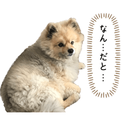 ウルフセーブルのウルフ君2