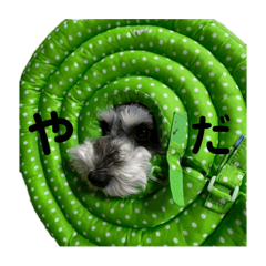 どうもぐりちゃんです。