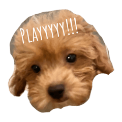 しゅしゅたんぷ。