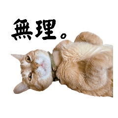 ねこたろちょこたゆきち