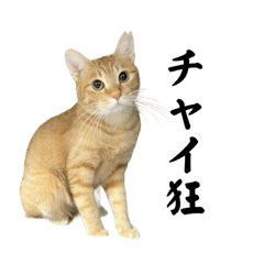 チャイさんの日常2