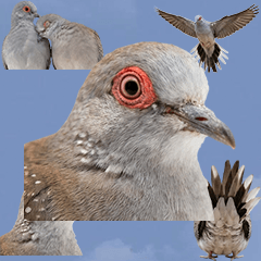 BIG! ウスユキバト　実写